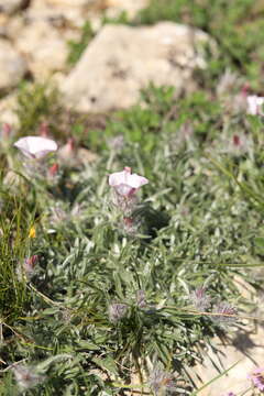 Image of Convolvulus calvertii subsp. calvertii