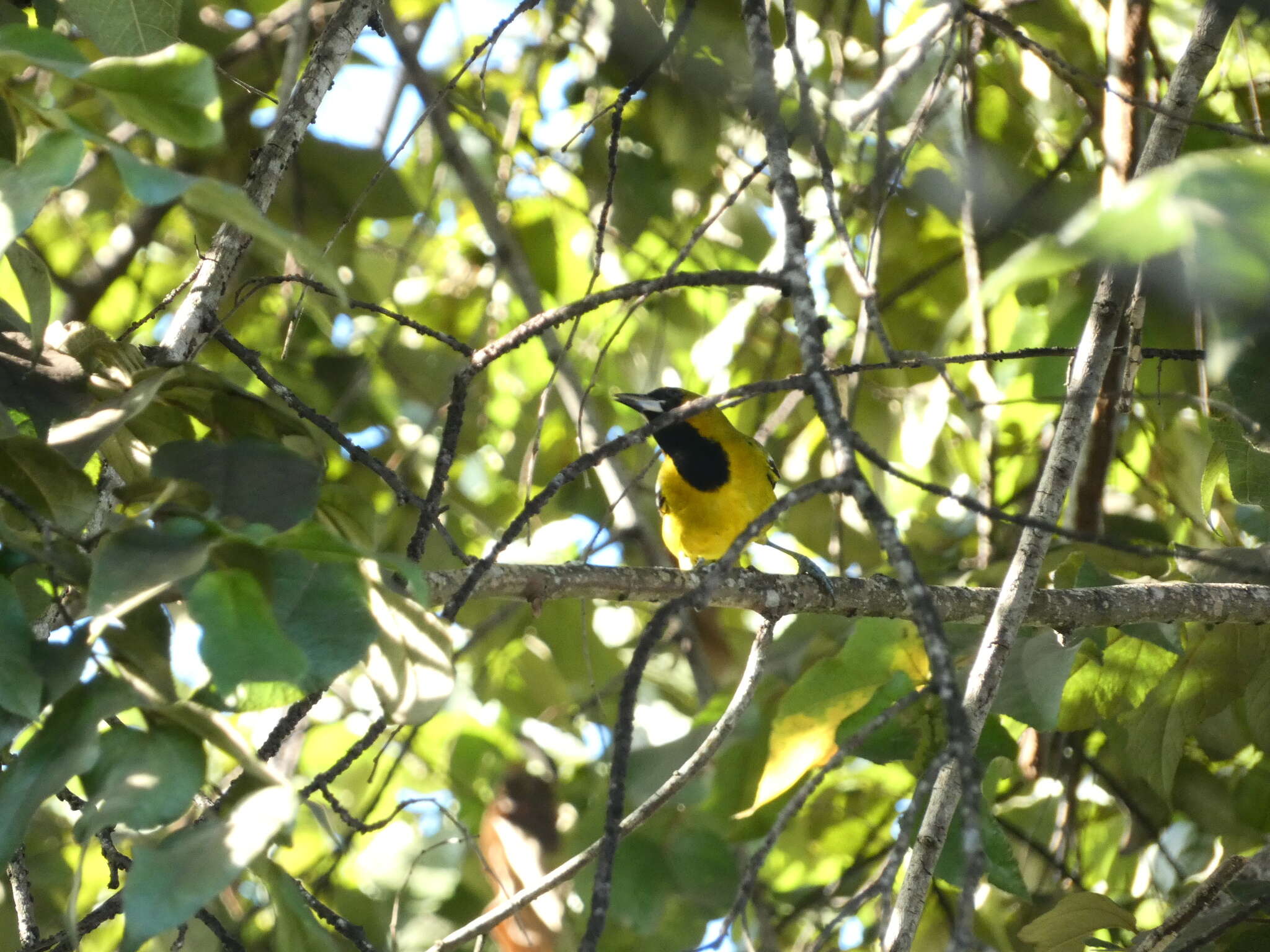 Imagem de Icterus leucopteryx (Wagler 1827)