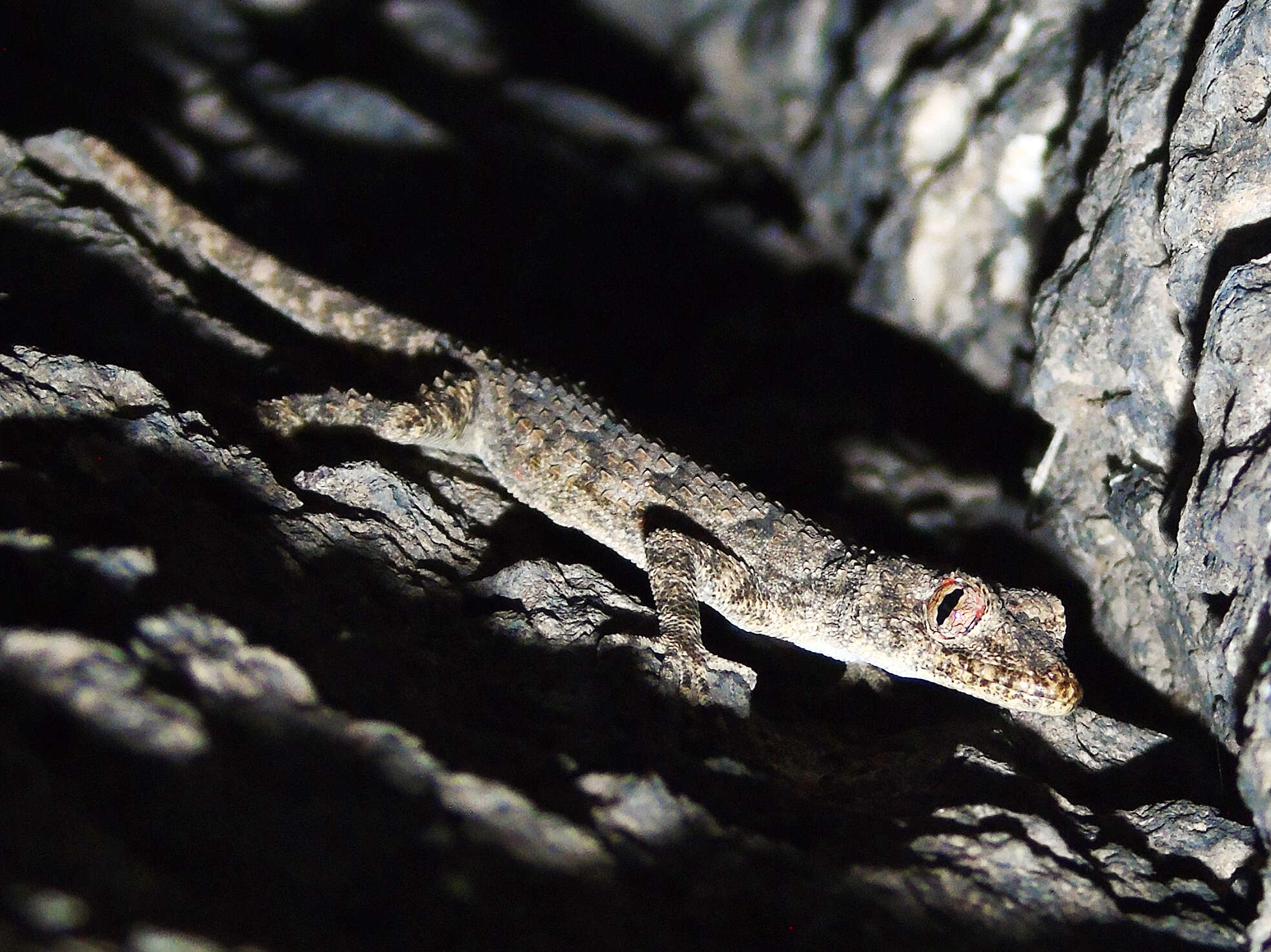 Image of Asia Minor Thin-toed Gecko