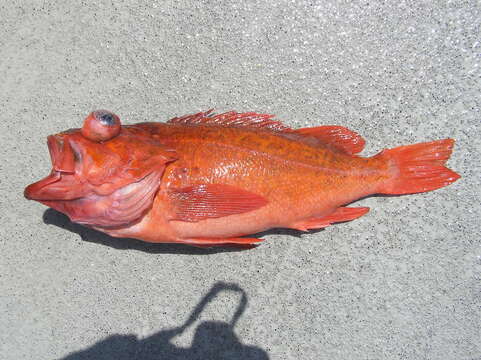 Image of Vermilion rockfish