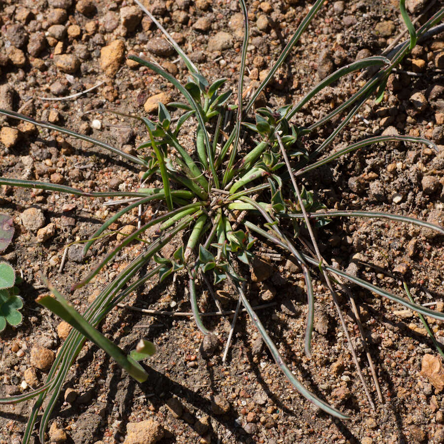 Sivun Euphorbia silenifolia (Haw.) Sweet kuva