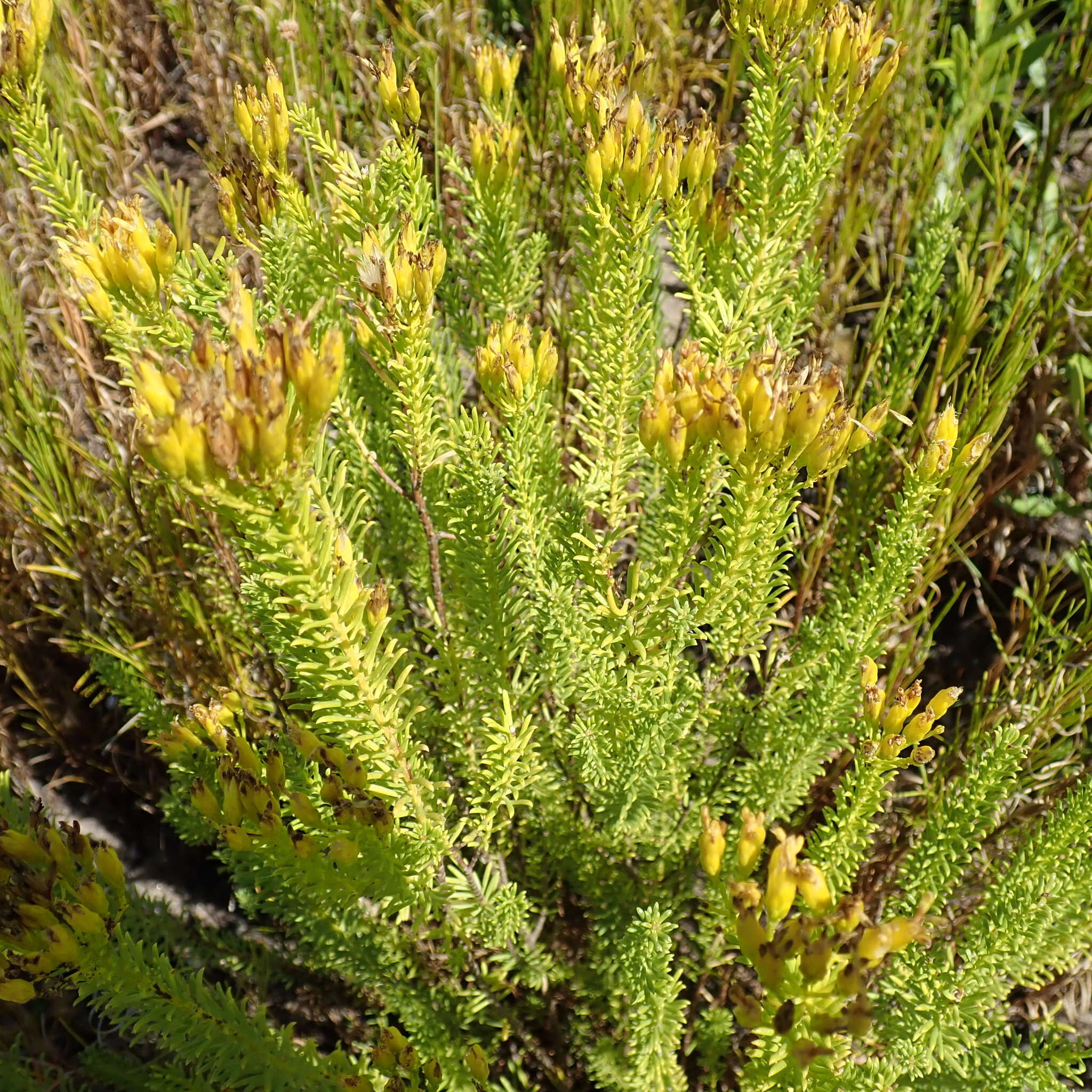 Image of Pteronia uncinata DC.