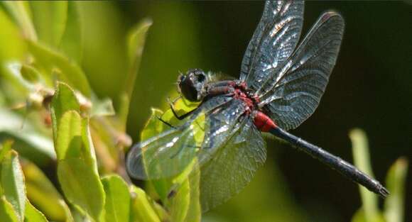 Image of Crimson-ringed Whiteface