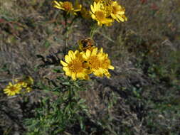 Plancia ëd Jacobaea erucifolia subsp. erucifolia