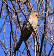 Image of Fan-tailed Cuckoo