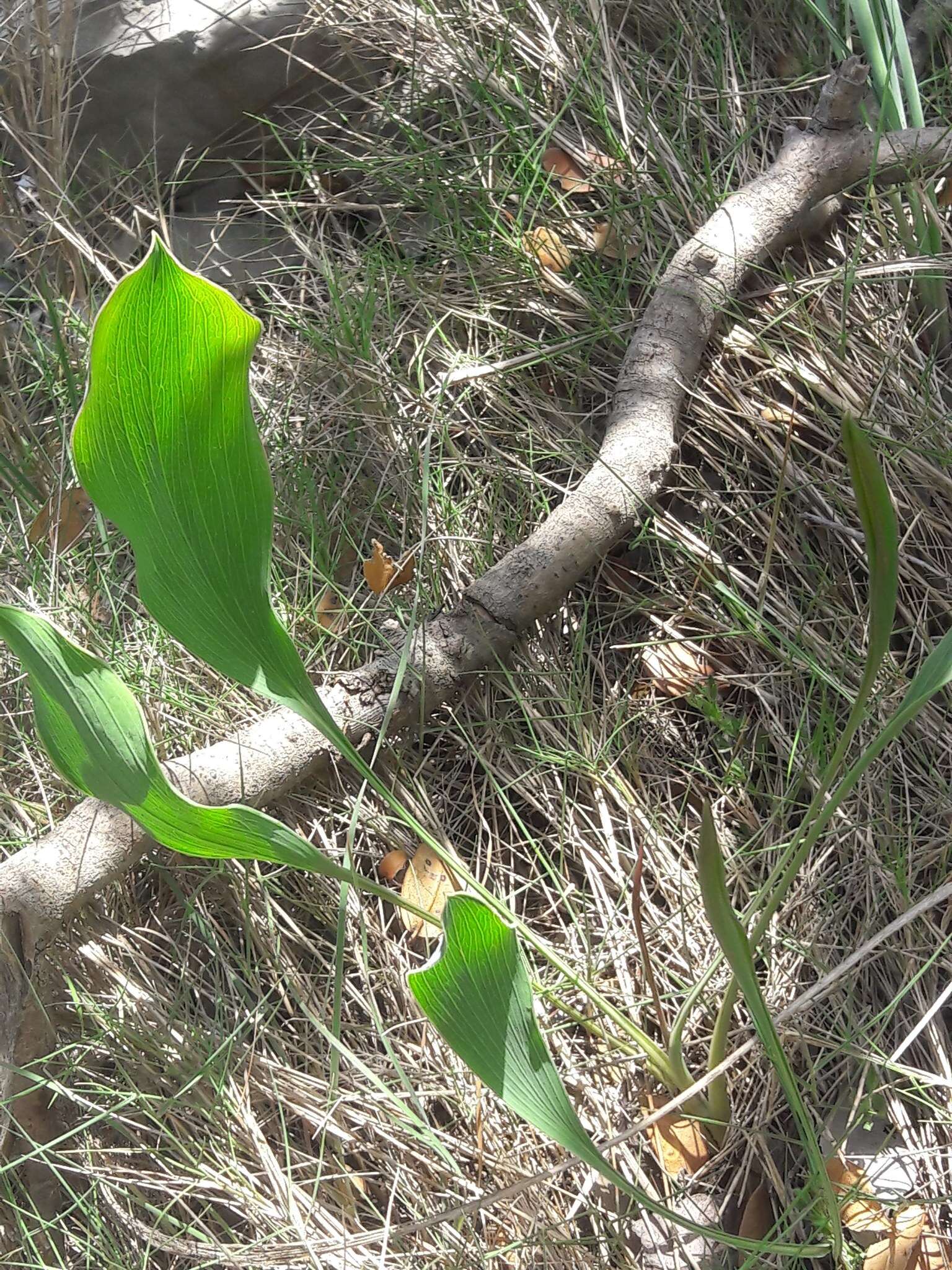 Image of Bupleurum rigidum L.