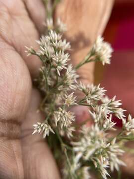 Imagem de Polycarpaea corymbosa (L.) Lam.