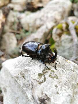 Oryctes (Oryctes) nasicornis ameliae López-Colón & Bahillo De la Puebla 2020的圖片