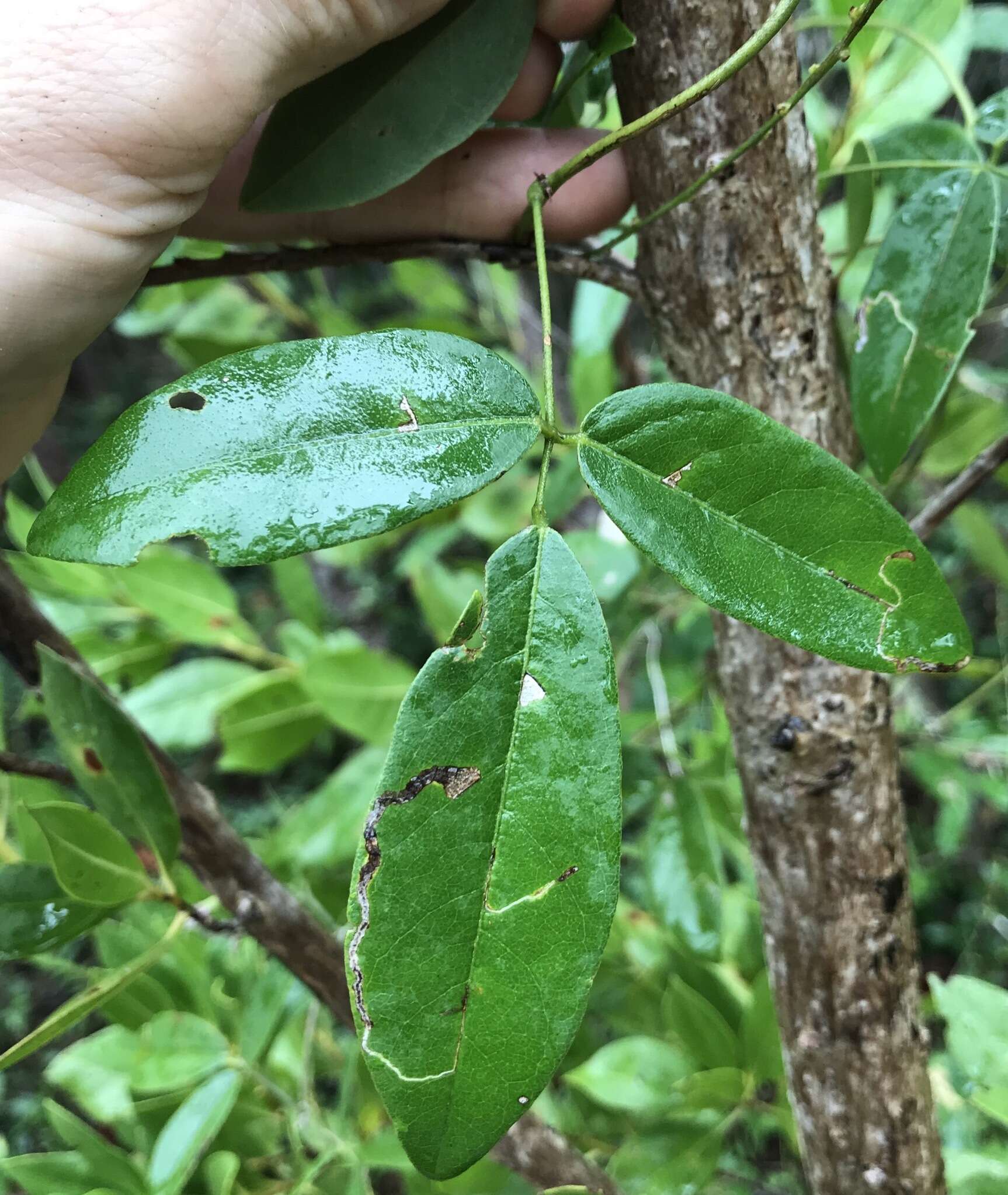 Image of Florida hammock milkpea