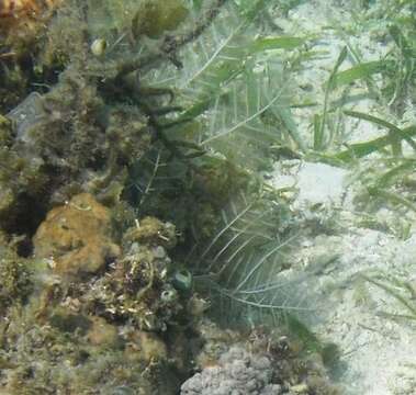 Image of Brown stinging hydroid