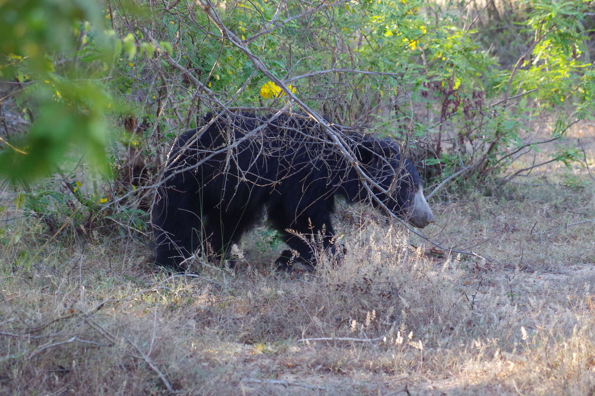 Image of Sri Lankan sloth bear