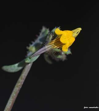 Слика од Linaria simplex (Willd.) DC.