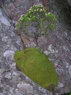 Image de Erica caterviflora Salisb.