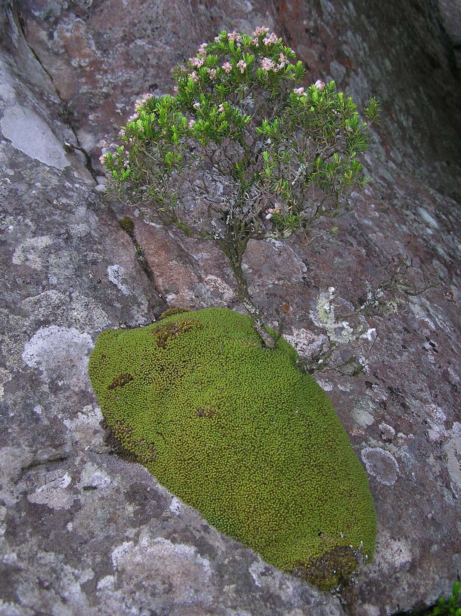 Image de Erica caterviflora Salisb.