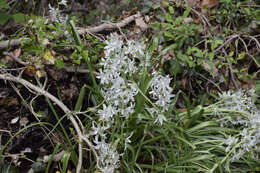 Image of drooping star of Bethlehem