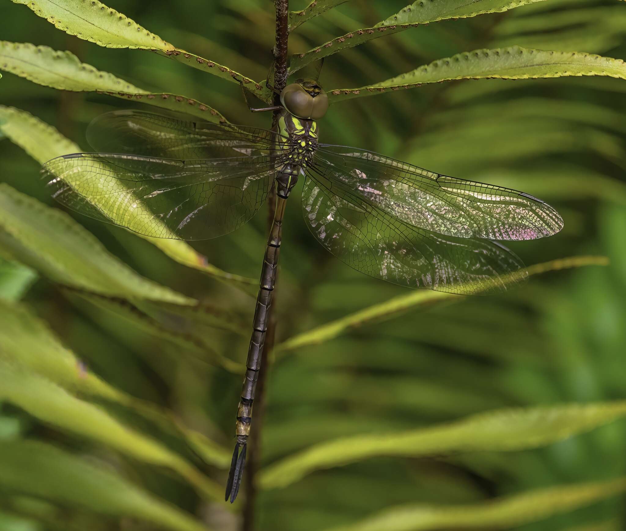 Image de Triacanthagyna trifida (Rambur 1842)