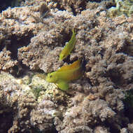 Image of Lady Musgrave blenny