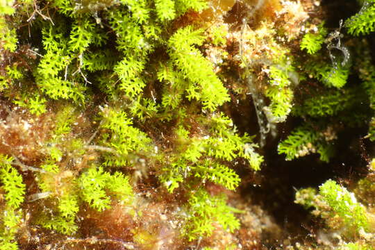 Image of Caulerpa webbiana