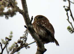 Image of Ferruginous Pygmy Owl