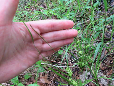 Imagem de Carex louisianica L. H. Bailey