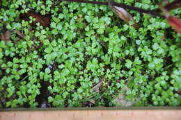 Image of Australian hydrocotyle