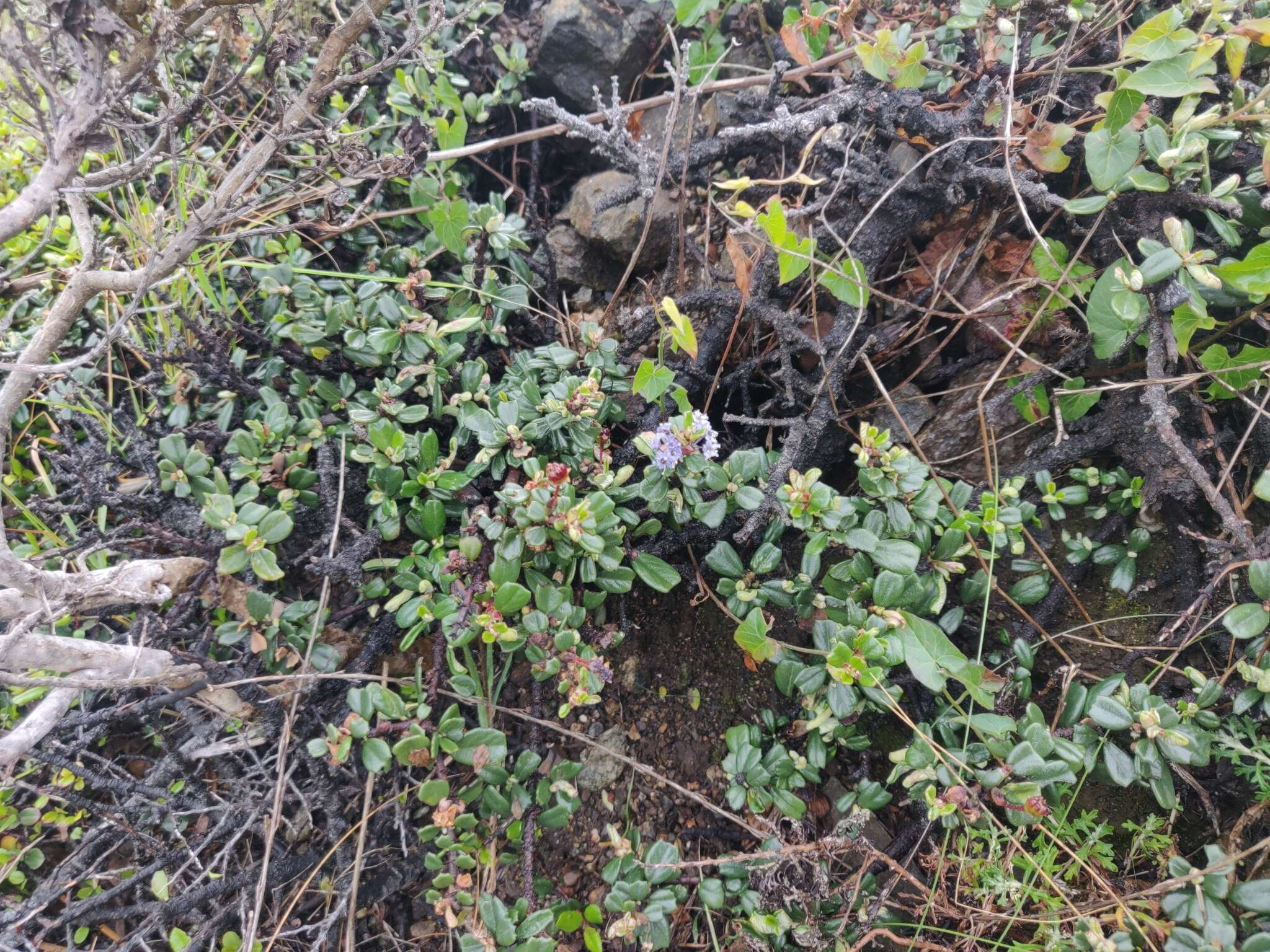 Image of maritime ceanothus