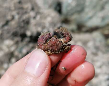 Image of broad-clawed porcelain crab