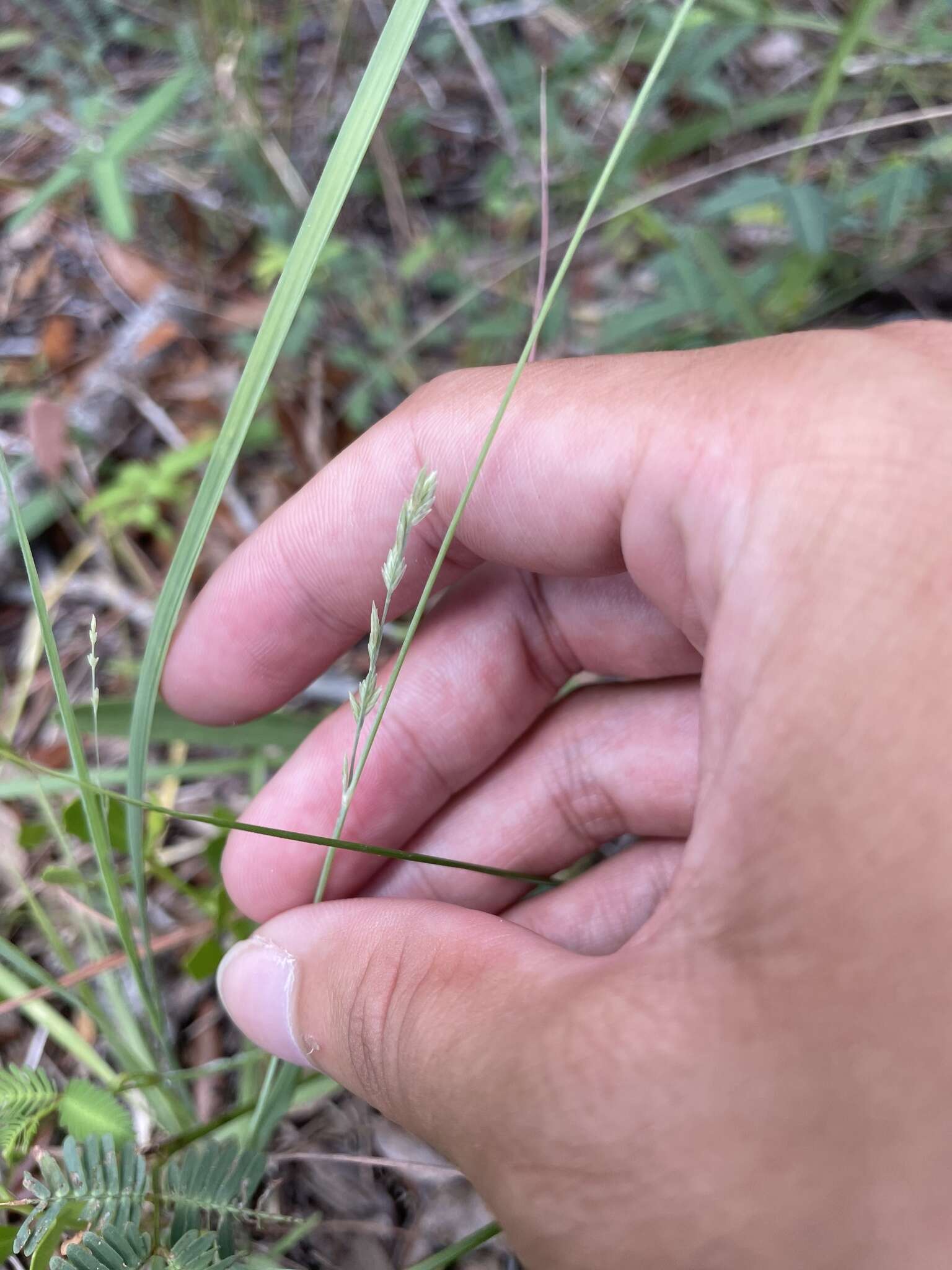 Image of Red Love Grass