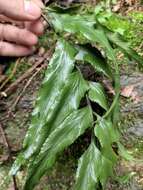 Image of Asplenium wrightii Eaton ex Hook.