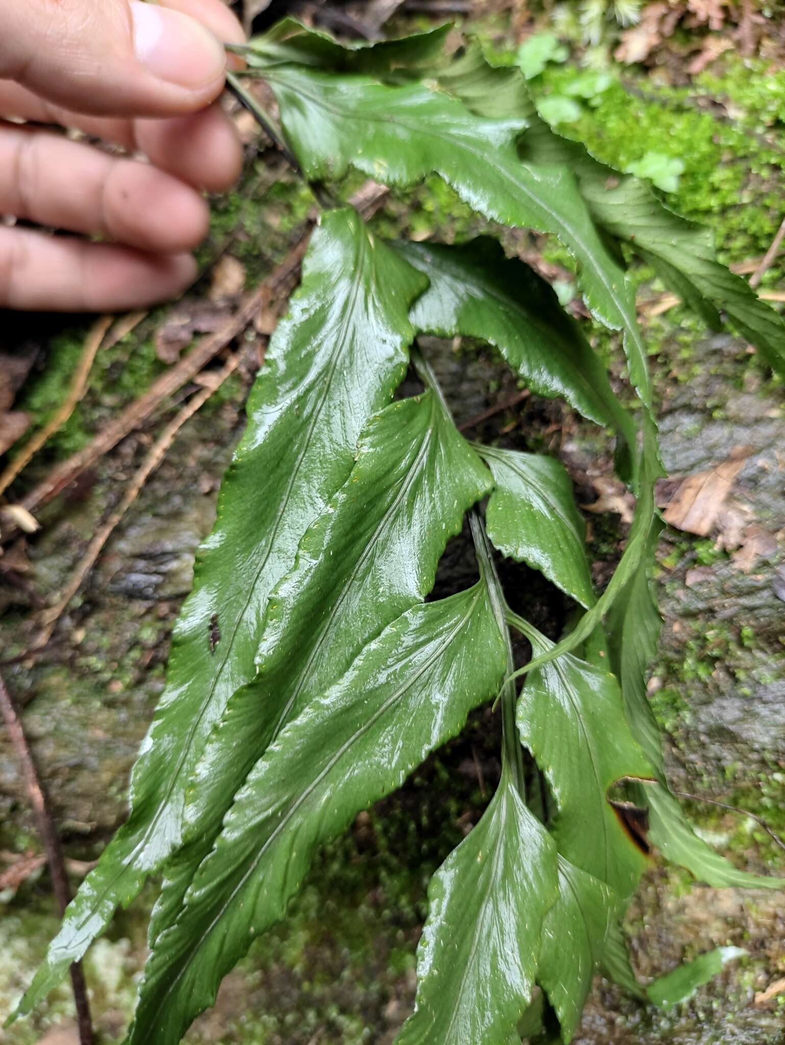 Plancia ëd Asplenium wrightii Eaton ex Hook.