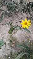 صورة Bidens rubifolia Kunth