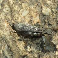 Image of Aztec Pygmy Grasshopper