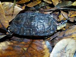 Image of Spot-legged turtle