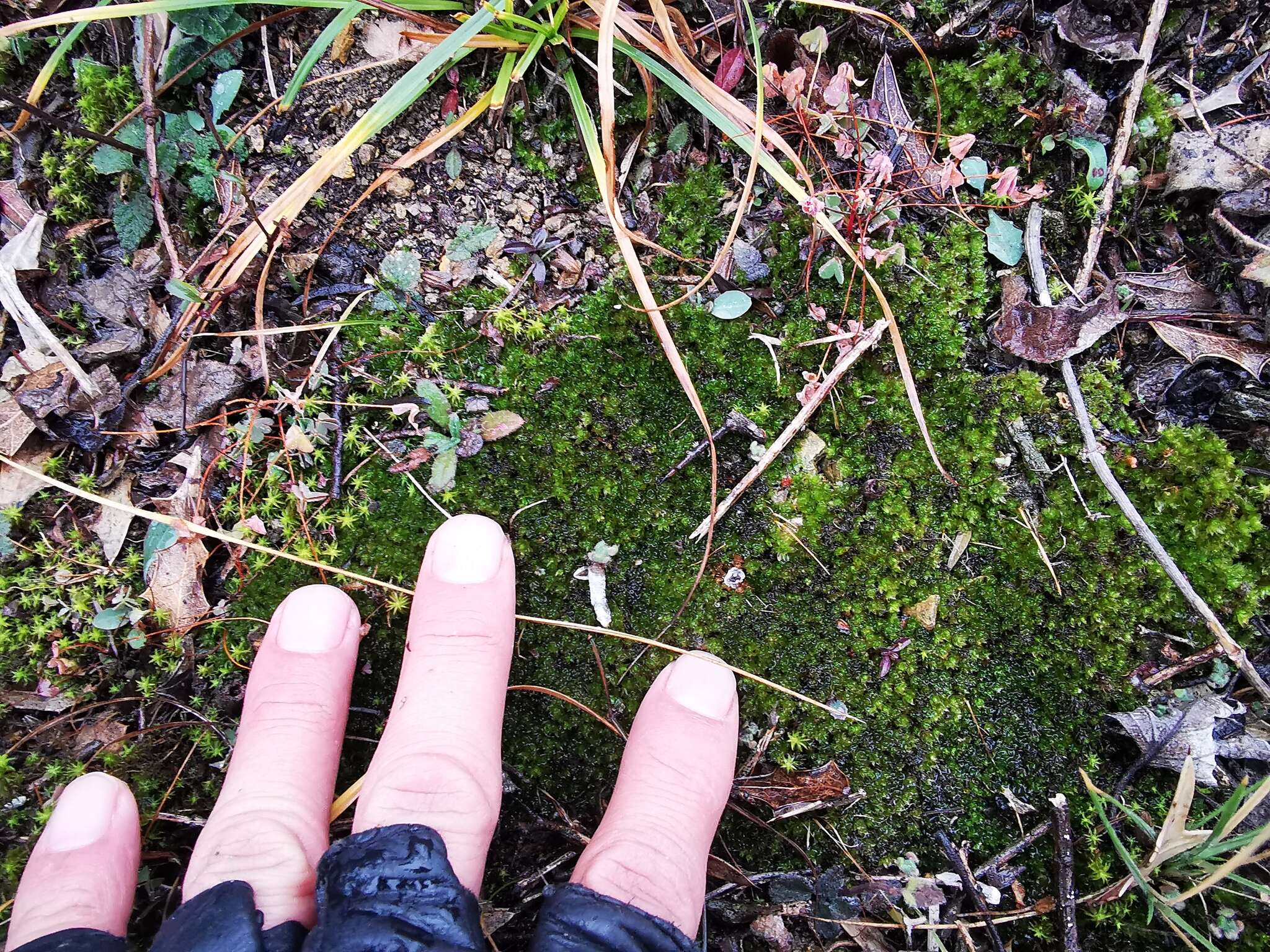 Image of Blytt's calcareous moss