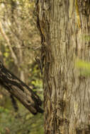 Image of Red-browed Treecreeper