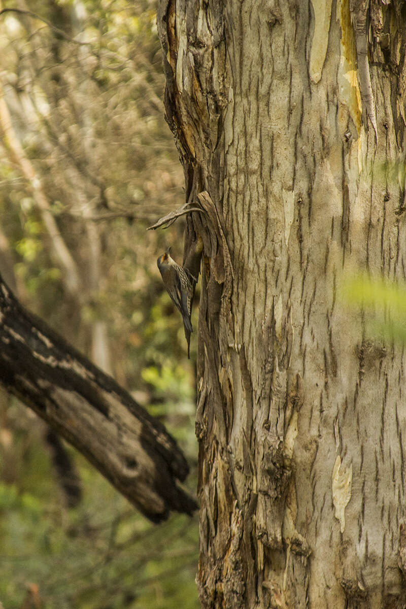 Image of Red-browed Treecreeper