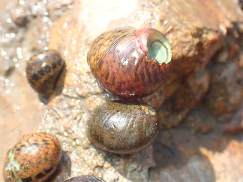 Image of dubious nerite