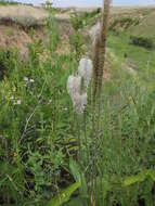 Imagem de Plantago australis subsp. australis