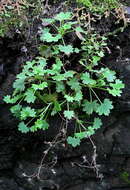 Image of Saxifraga maderensis D. Don