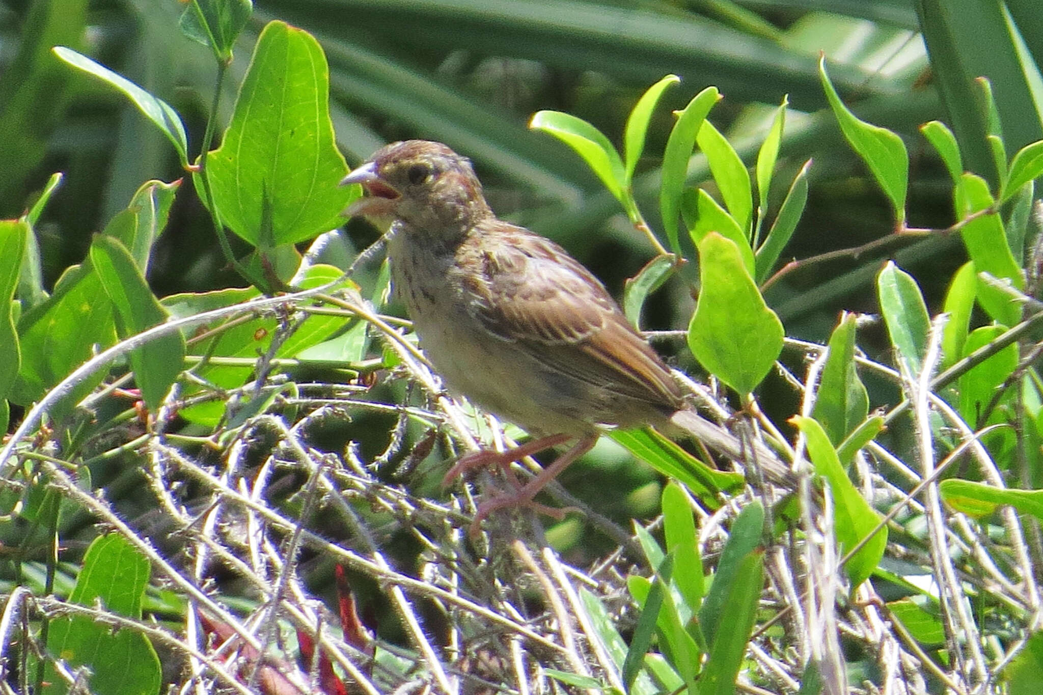 Image of Bachman's Sparrow