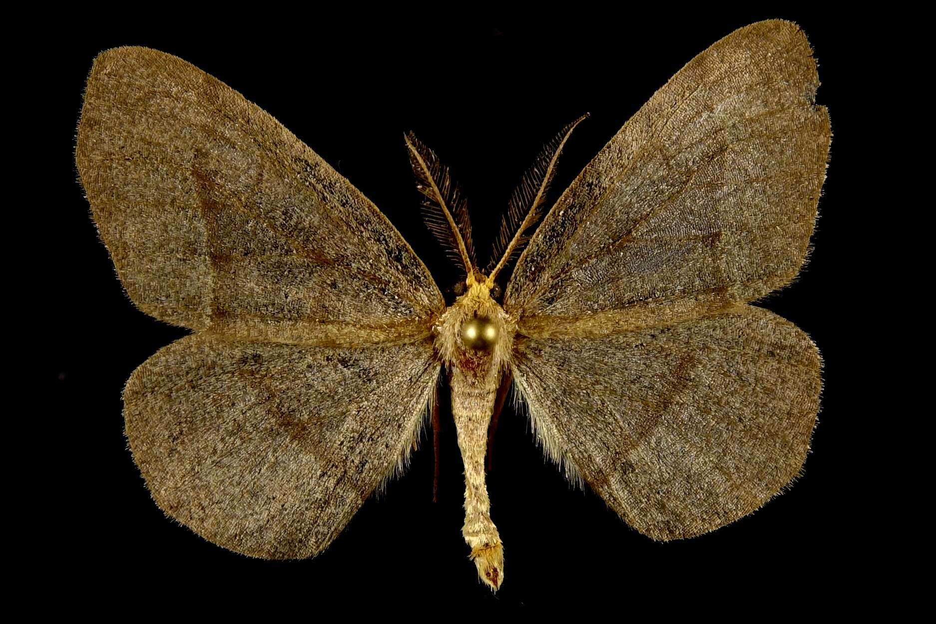 Image de Lambdina pellucidaria Grote & Robinson 1867
