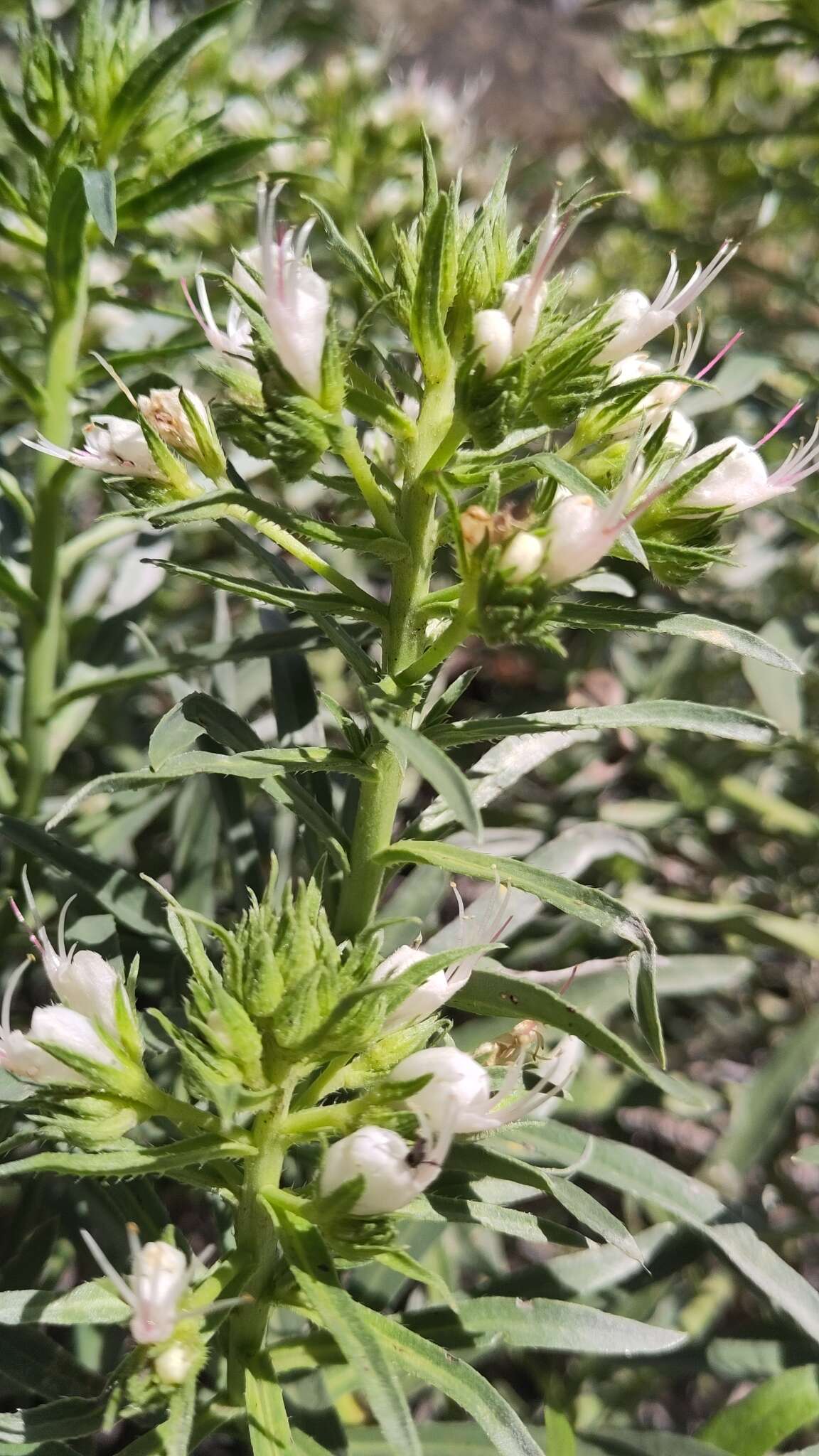 Image of Echium brevirame Sprague & Hutchinson