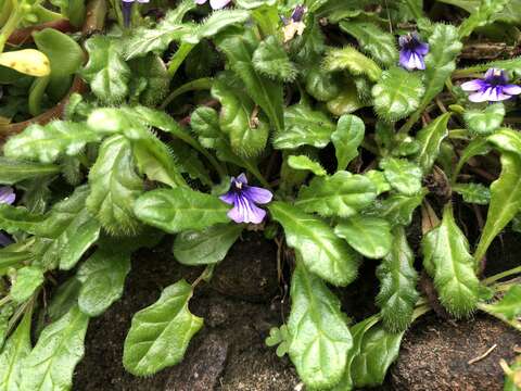 Image of Ajuga pygmaea A. Gray