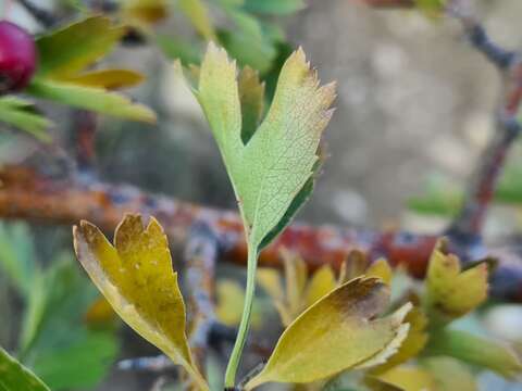 Image of Crataegus daghestanica Gladkova