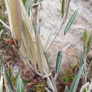 Image of Hovea apiculata G. Don