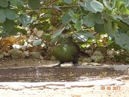 Image of Green Turaco
