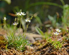 Imagem de Sabulina uralensis (Clerc) Dillenb. & Kadereit