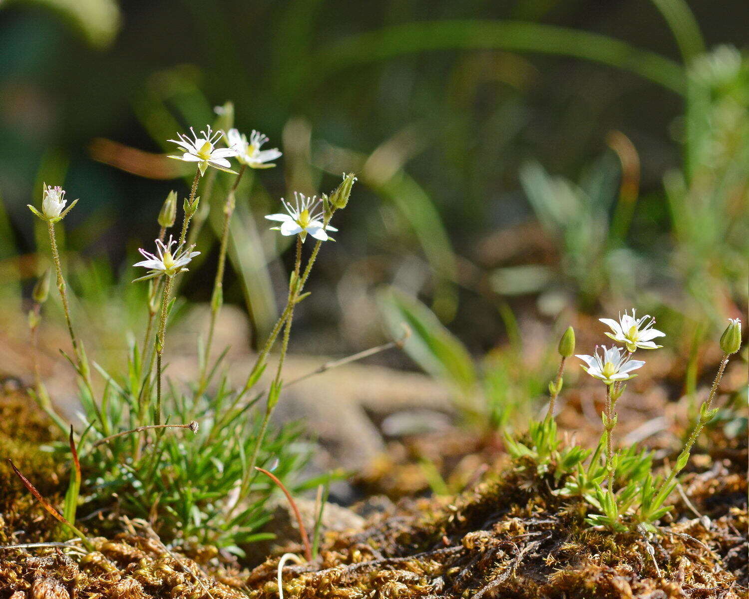 Image of Sabulina uralensis (Clerc) Dillenb. & Kadereit