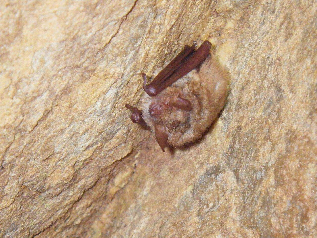 Myotis emarginatus (E. Geoffroy 1806) resmi