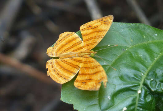 Chersonesia intermedia Martin 1895 resmi